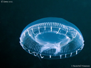 Jellyfish. by Stéphane Primatesta 